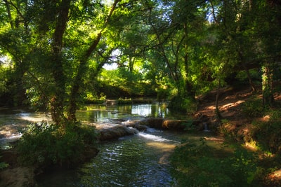 Green trees by the river during the day
